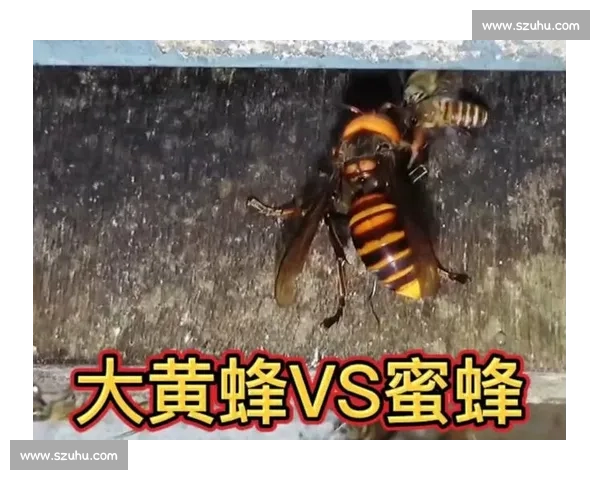 毒针对决蝎子与黄蜂生死较量自然界的致命博弈真相揭秘瞬间全记录
